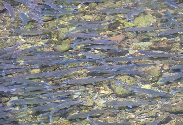 Snorkel with Salmon in Campbell River, BC