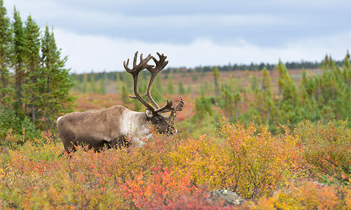 The Great Caribou Migration - The Great Canadian Bucket List