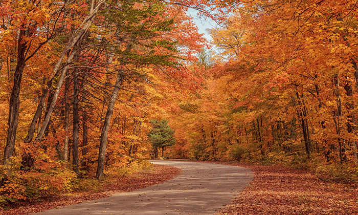 If money grew on trees, Fall would be the best season ever.