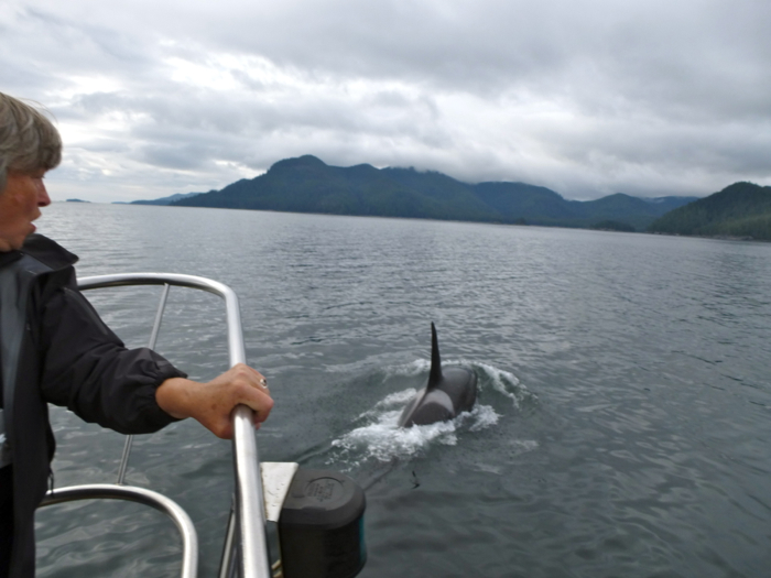 Orcas off the coast of Haida Gwaii